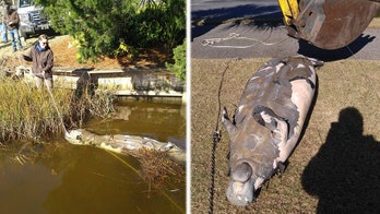 Dead manatee pulled from South Carolina drainage area