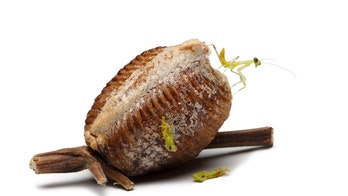 Insect annihilation: What we can do about its threat to Earth