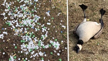 Goose, gull that swallowed pills in California park recovering