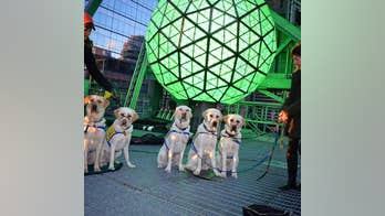 The Daily Spike: Pups have a ball in Times Square before New Year's Eve