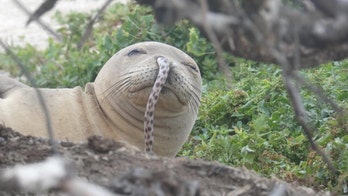 Hawaiian monk seal with eel stuck in nose caught on camera in 'rare' sighting