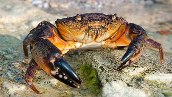 Florida’s red tide blamed for lousy stone crab season