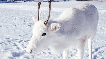 A Christmas miracle? Photographer spots rare white reindeer