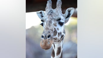 Tamu, oldest giraffe in North America, dies at Colorado zoo