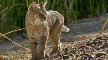 Montana fishermen catch live bobcat in fishing net on lake