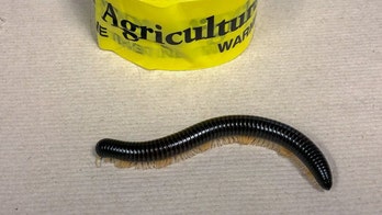 Millipede discovered inside suitcase at Atlanta airport