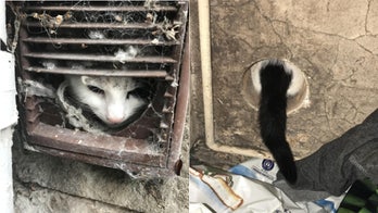 Pet cat gets stuck in laundry vent, literally needs buttering up to get out