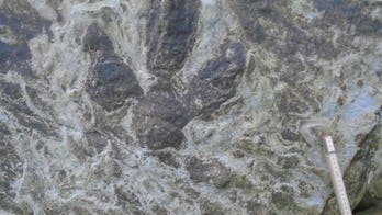 'Treasure trove' of dinosaur footprints uncovered by strong storms