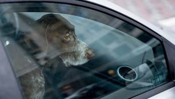 Pennsylvania authorities can break into cars to rescue cats, dogs