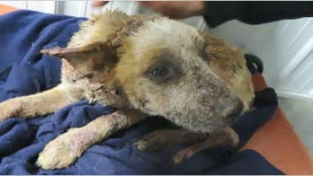 Dog in Illinois requires pain pills for horrific mange infection, rescue center says