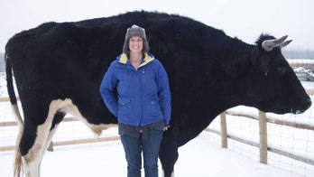 Farmer claims his huge 6-foot, 5-inch cow is bigger than giant viral sensation Knickers