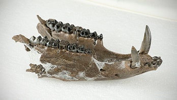 Tennessee scientists unearth fossils of prehistoric pig-like creatures in stunning discovery