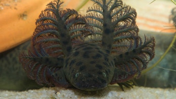 This salamander breathes through 'christmas trees' growing from its head