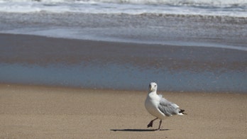Jersey Shore town paying $65G for falcons, owls, hawks to scare away seagulls