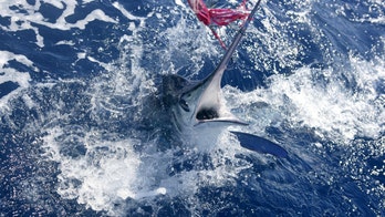Fisherman criticized by fellow anglers, animal activists over 1,400-pound marlin catch