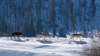 'Beloved' wolf killed just outside Yellowstone renews debate over buffer zones