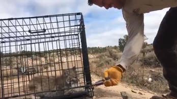 Utah bobcat named ‘Mr. Murderbritches’ goes viral after he swats, hisses during release into wild