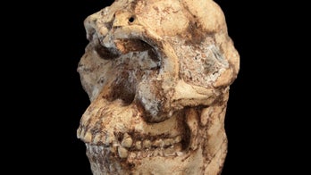 Brain of mysterious 'Little Foot' human relative was half-man, half-ape