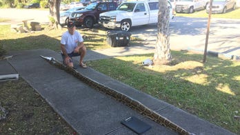 Florida man’s 18-foot, 150-pound python breaks record in state