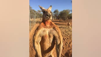 Famous musclebound kangaroo named Roger dead at 12: report