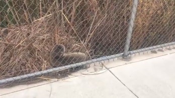 Seal pup spotted at Oakland International Airport