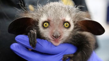 'Omen of Evil' baby aye-aye lives in Denver zoo