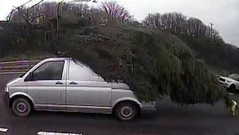 Driver caught with hilariously large Christmas tree on top of van