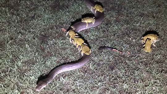 Cane toads captured hitching a ride -- and trying for more -- on Australian python