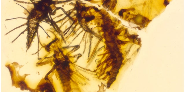 Ricardo Perez de la Fuente (Credit: Oxford University Museum of Natural History)