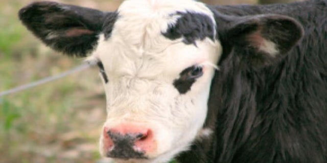 A lone suspect on horseback allegedly stole 56 head of cattle on Thursday morning, Aurora police said.