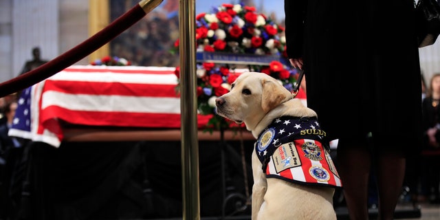   Sully, former President George HW Bush's service dog paid tribute to Bush when he lied in public at the US Capitol in Washington on Dec. 4. 