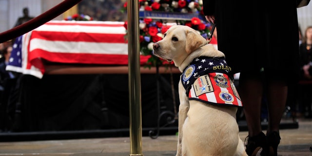 Sully, former President George H.W. Bush's service dog, paid his respect to Bush as he lied in state at the U.S. Capitol in Washington on Dec. 4.