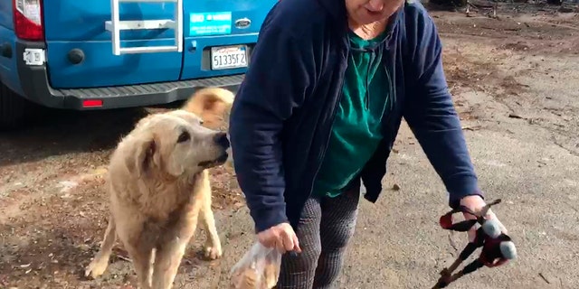   Shayla Sullivan, an animal rescuer, left Madison with food and water while he waited. Gaylord escaped when the November 8 fire destroyed the city of 27,000 residents. (Shayla Sullivan via AP) 