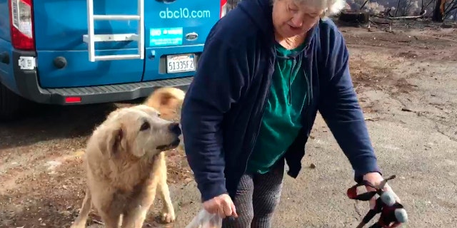 Shayla Sullivan, an animal rescuer, left food and water for Madison during his wait. Gaylord fled when the Nov. 8 fire destroyed the town of 27,000. (Shayla Sullivan via AP)
