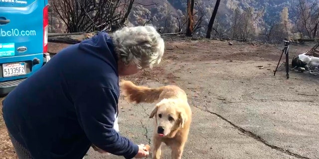 "Madison," the Anatolian shepherd dog that apparently guarded his burned home for nearly a month, approaches his owner, Andrea Gaylord, as she was allowed back to check on her burned property in Paradise, Calif. (Shayla Sullivan via AP)