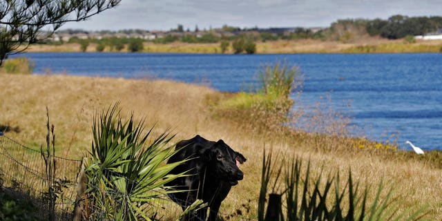 A cow in the grass along Valhalla Pond in Riverview, Fla., on Tuesday. (AP Photo/Chris O'Meara)