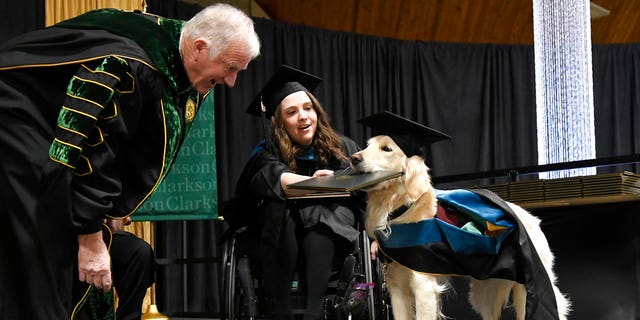 "Griffin," a 4-year-old service dog to Brittany Hawley, was presented with an honorary degree Saturday at Clarkson University as his handler received a master's degree in occupational therapy.