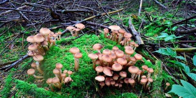 Much of the fungus (&lt;i&gt;Armillaria gallica&lt;/i&gt;) is underground, but in the fall it sprouts honey mushrooms.