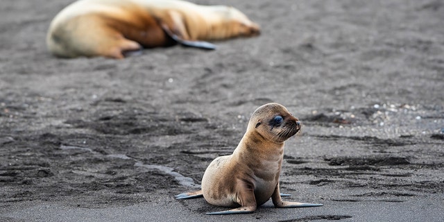 Six fur seals were found decapitated in New Zealand in what officials have called a "disturbing, brutal and violent" crime. (istock)