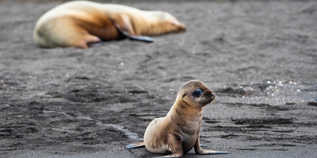 Six fur seals were found decapitated in New Zealand in what officials have called a "disturbing, brutal and violent" crime. (istock)