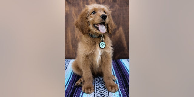 QALO Dog ID Tag (QALO)