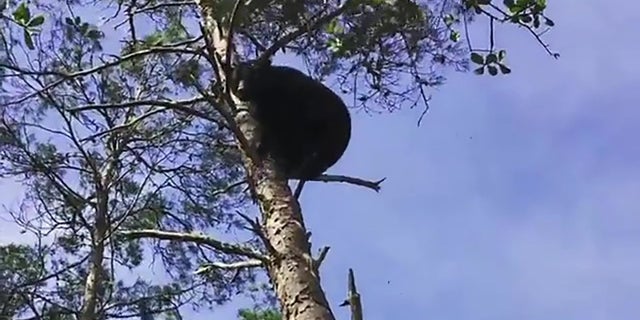 Autoridades da fauna selvagem dizem que o grupo estava treinando cães de caça fazendo com que perseguissem os ursos, às vezes subindo em uma árvore, antes de espancá-los. (Comissão de Conservação de Peixes e Vida Selvagem da Flórida)