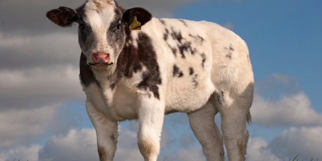 A new bill would provide enforcement for antitrust rules in the beef industry. Pictured: British Blue pedigree beef cattle in upland pasture. (Photo by: Wayne Hutchinson/Farm Images/UIG via Getty Images)