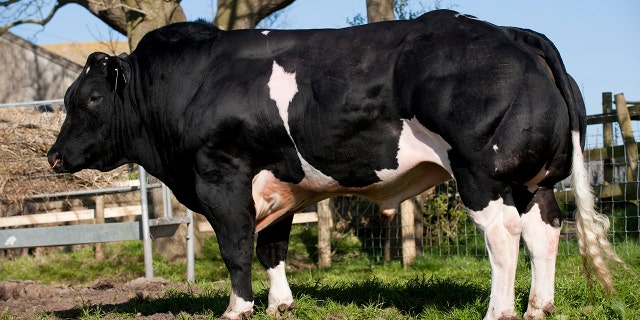 British Blue and Belgian Blue bulls have what's known as "double muscles."