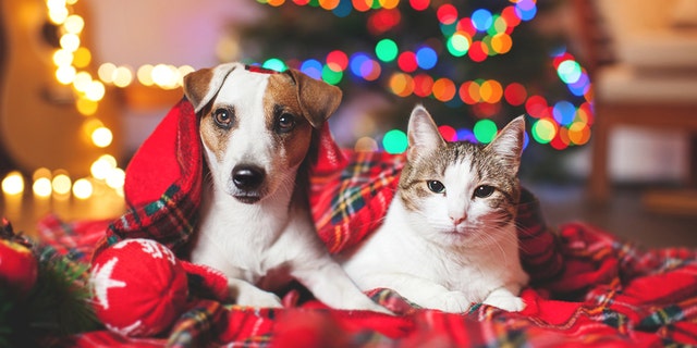 Beginning Jan. 1, stores in California can sell dogs, cats and rabbits only if they come from local rescue groups, shelters and animal control agencies.