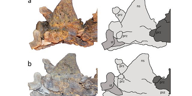 Two views of the Cretoxyrhina mantelli tooth with tracings.