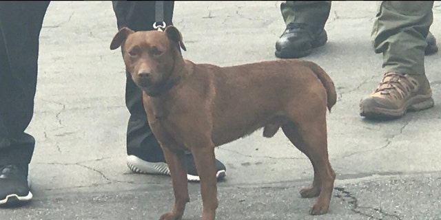 A canine named Deek, who is trained to work in confined spaces, found the suspect hiding in the restaurant's "roof structure," police said.