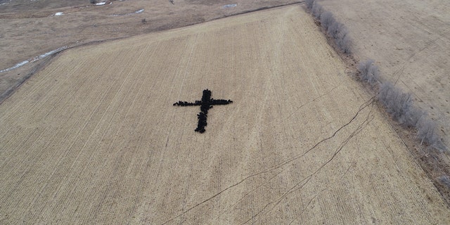 Gene Hanson took a picture of his neighbor's Angus cattle eating while forming the shape of a cross Wednesday, December 19.