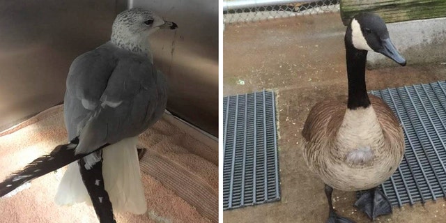 The nonprofit group said the birds were both recovering after apparently ingesting the pills at a park in Huntington Beach, California.