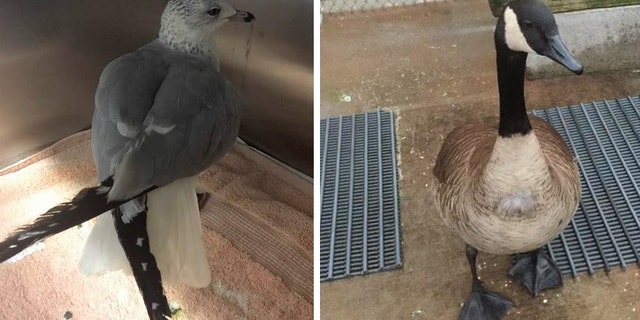 The nonprofit group said the birds were both recovering after apparently ingesting the pills at a park in Huntington Beach, California.